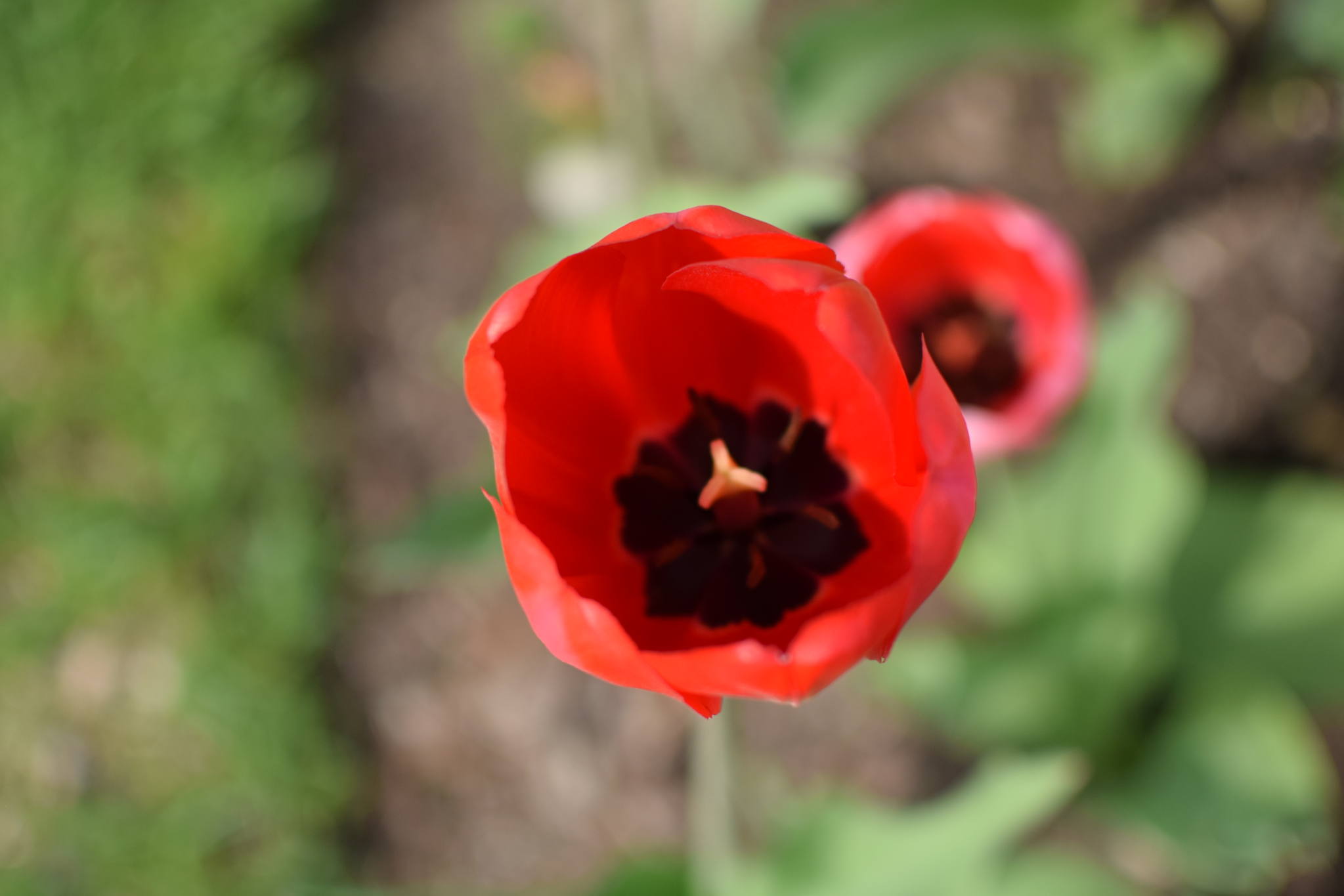 Tulip